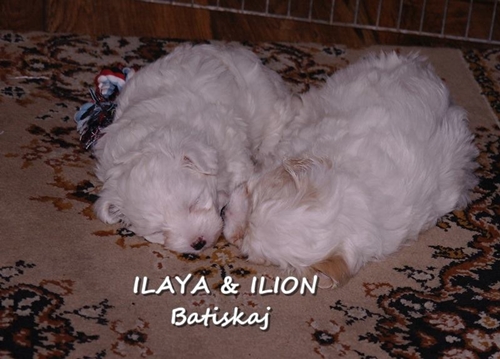 ilaya&ilion (135K)
