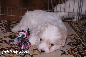 ilion11 (28K)